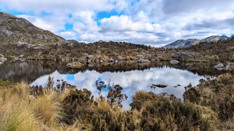 Lagoon edged by shrubs.