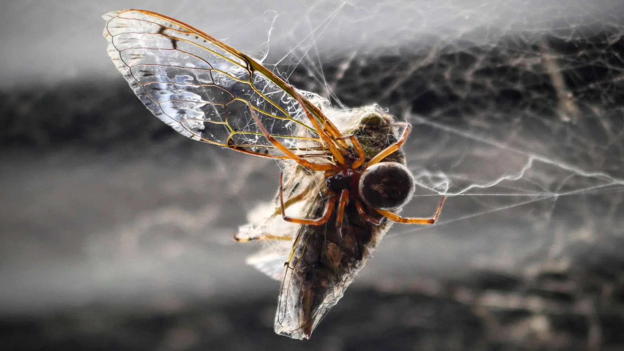 Winged insect close-up. Finer identification remains unconfirmed.