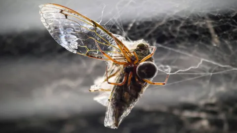 Winged insect close-up. Finer identification remains unconfirmed.