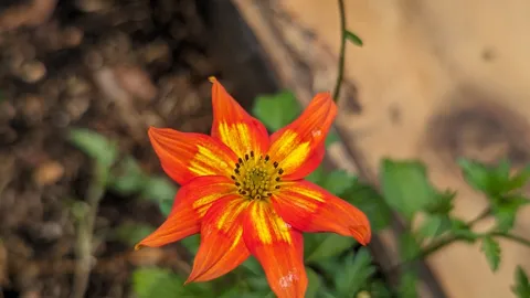 Bright orange wildflower close-up. Finer identification remains unconfirmed.