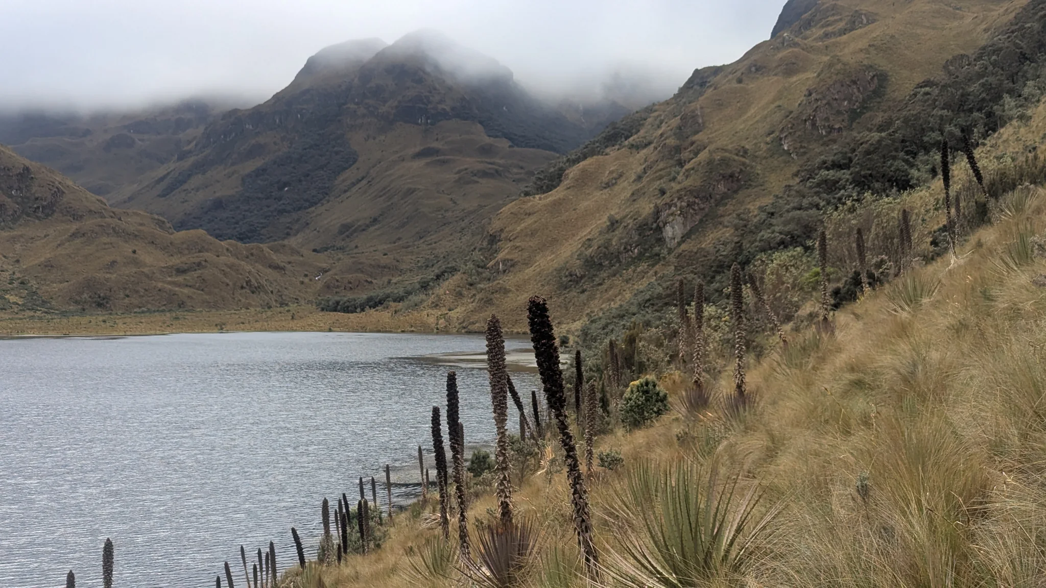 Old bromeliad flower spikes line the grassy shore of Laguna Dos Chorreras beneath steep slopes.
