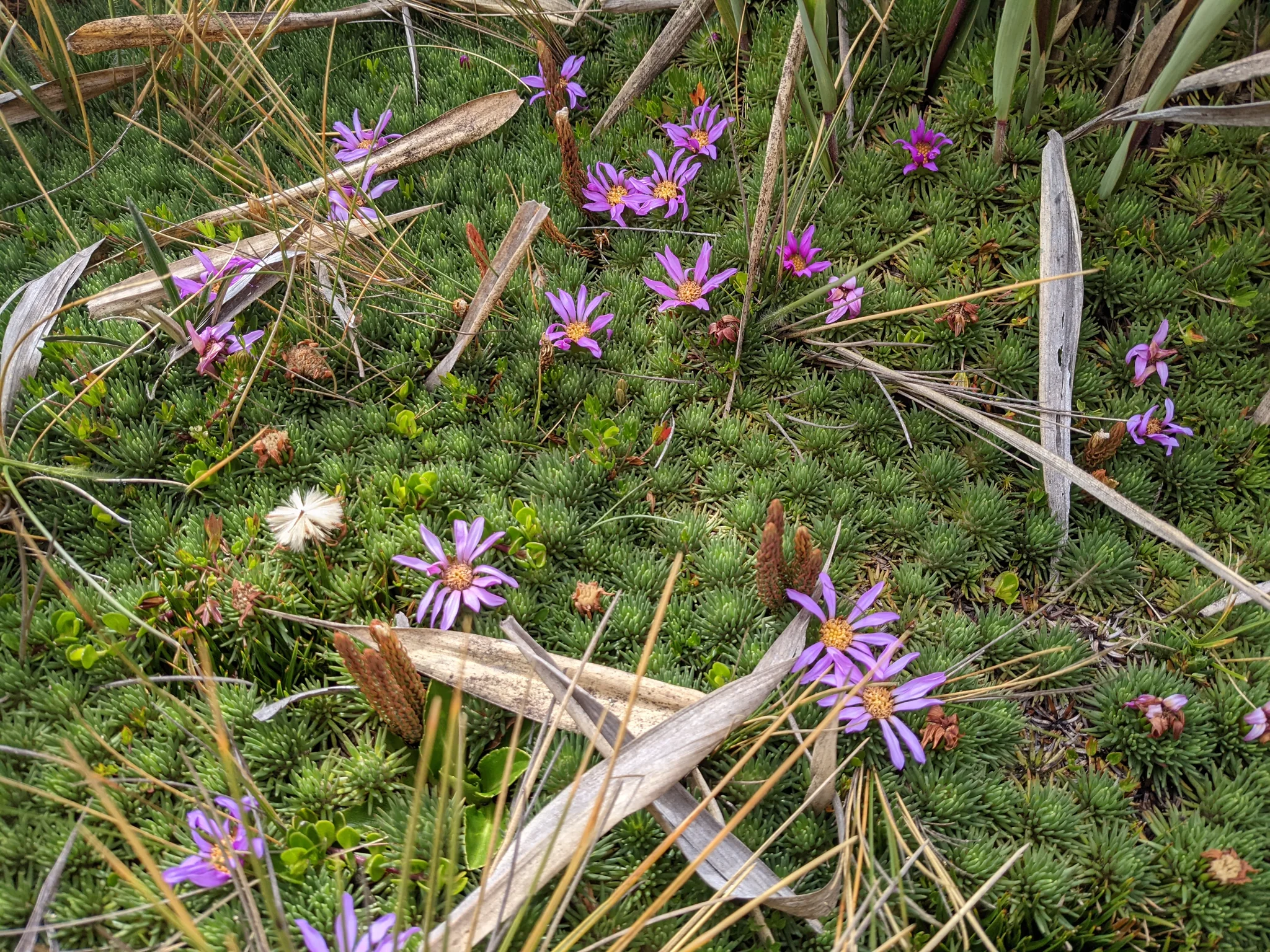 Tiny magenta flowers among grass. Finer identification remains unconfirmed.