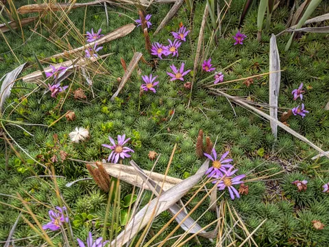 Tiny magenta flowers among grass. Finer identification remains unconfirmed.