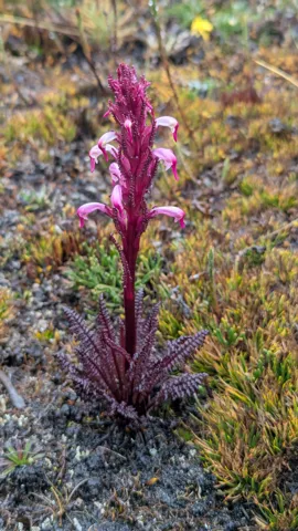 A pink and white Pedicularis incurva flower spike rises above finely divided leaves on mossy ground.