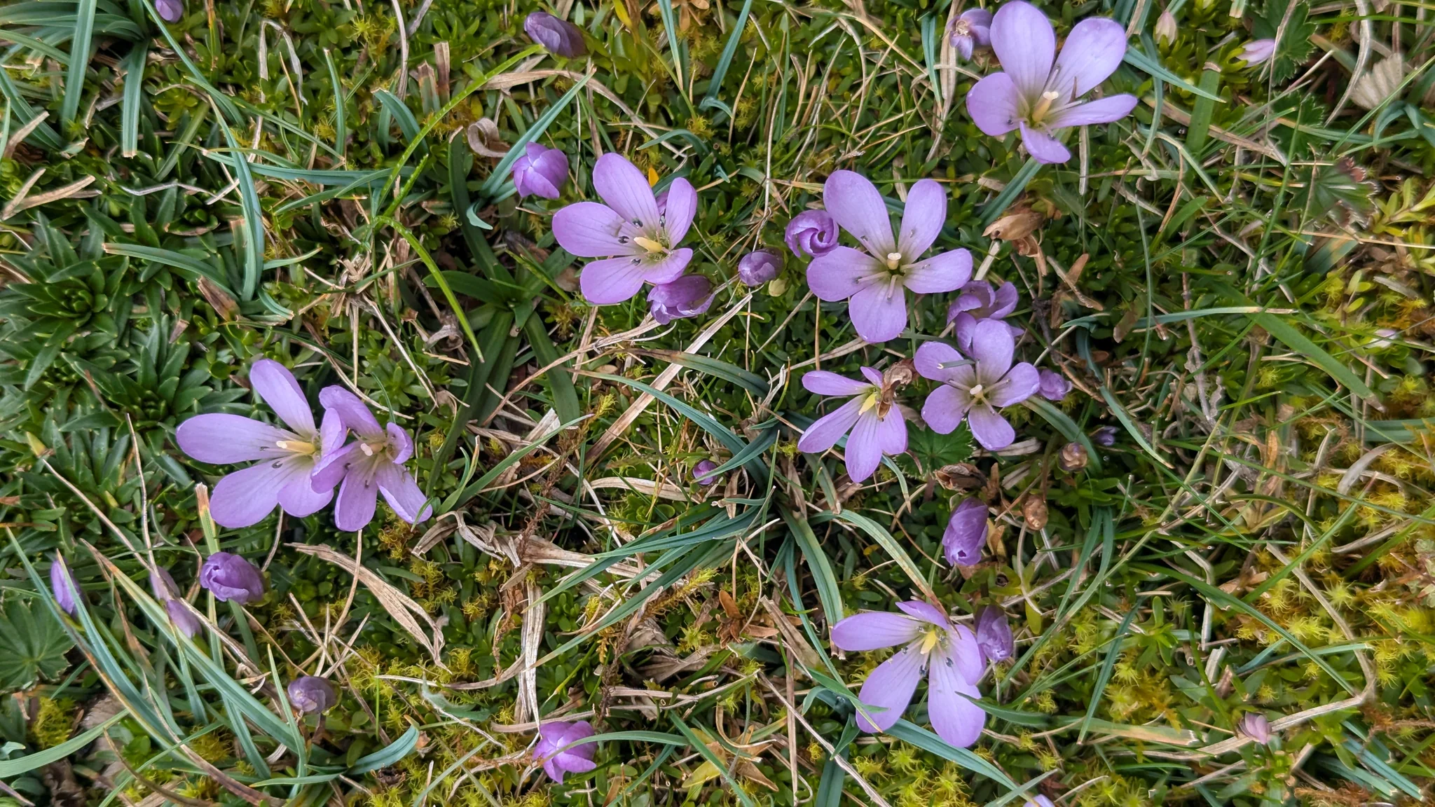 Flower detail