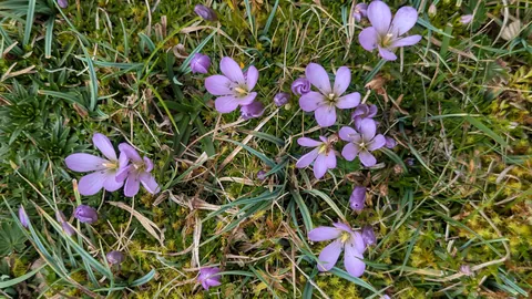 Flower detail