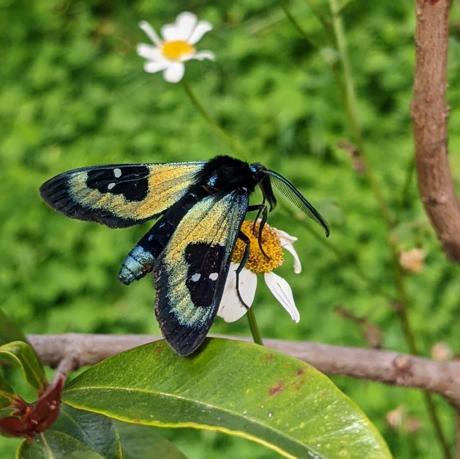 Black and white butterfly on leaf. Finer identification remains unconfirmed.
