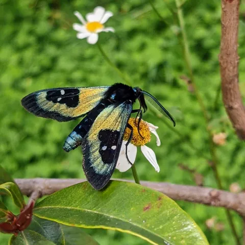 Black and white butterfly on leaf. Finer identification remains unconfirmed.