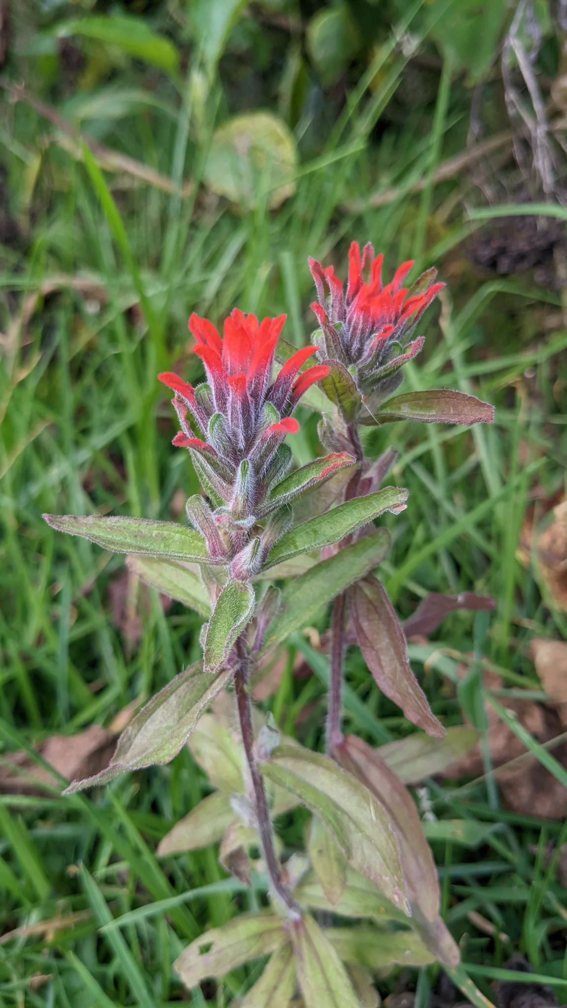 Small Castilleja ecuadorensis plants bear scarlet paintbrush-like flower spikes among green grass and slender stems.