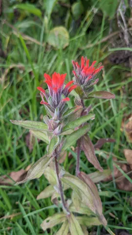 Small Castilleja ecuadorensis plants bear scarlet paintbrush-like flower spikes among green grass and slender stems.