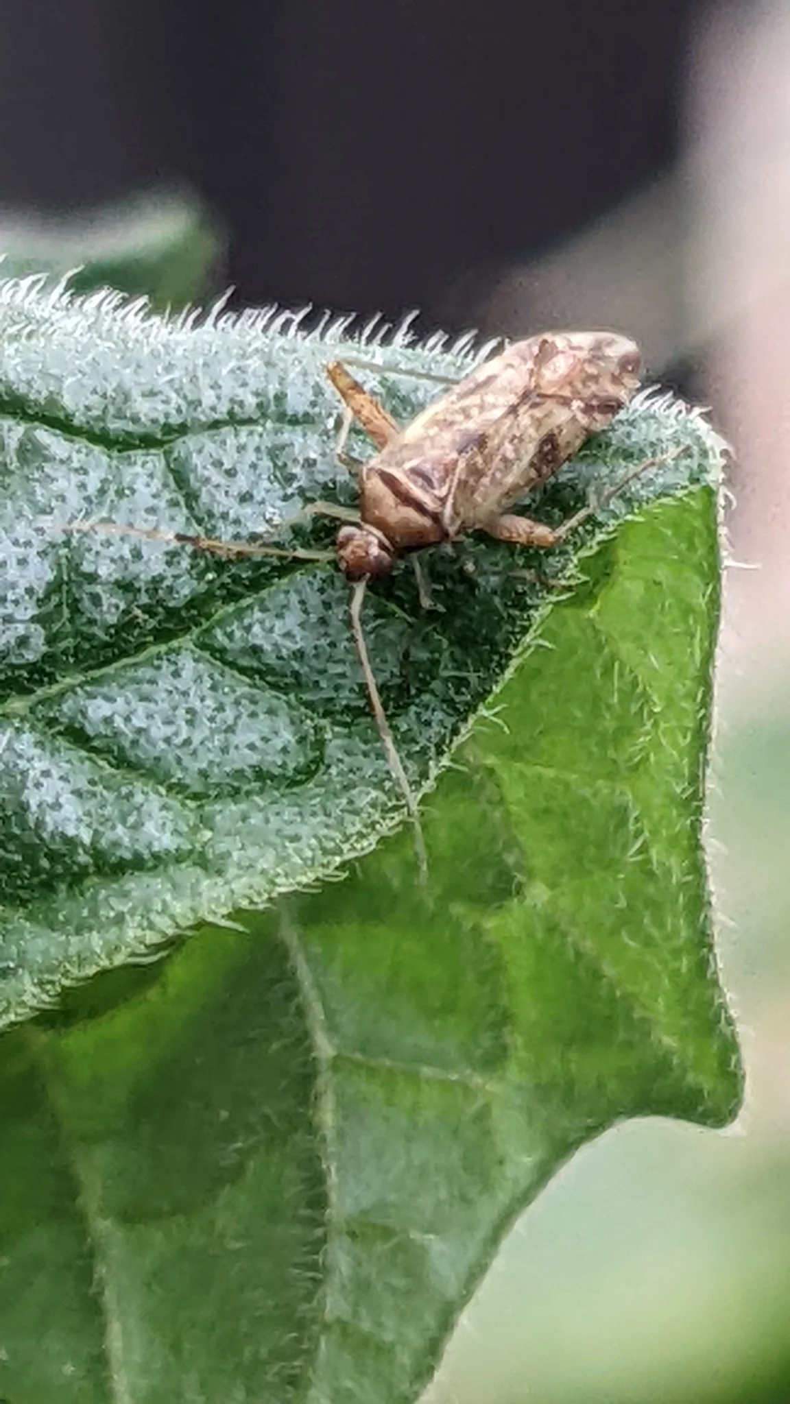 Patterned insect on a green leaf. Finer identification remains unconfirmed.