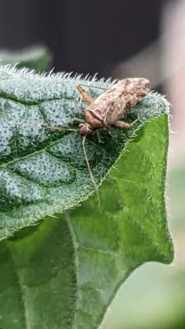 Patterned insect on a green leaf. Finer identification remains unconfirmed.