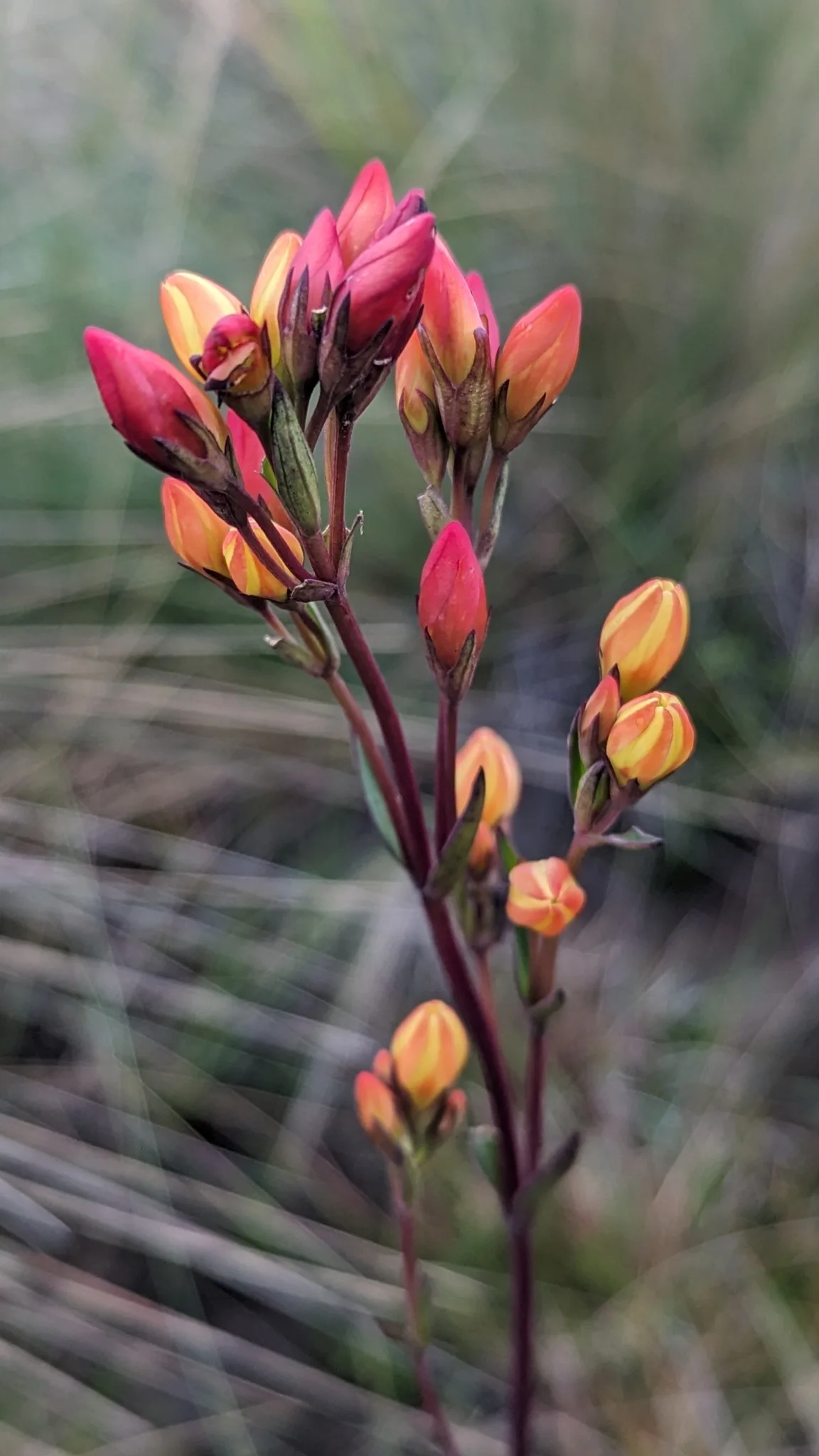 Red and yellow buds among grasses