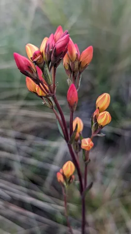 Red and yellow buds among grasses