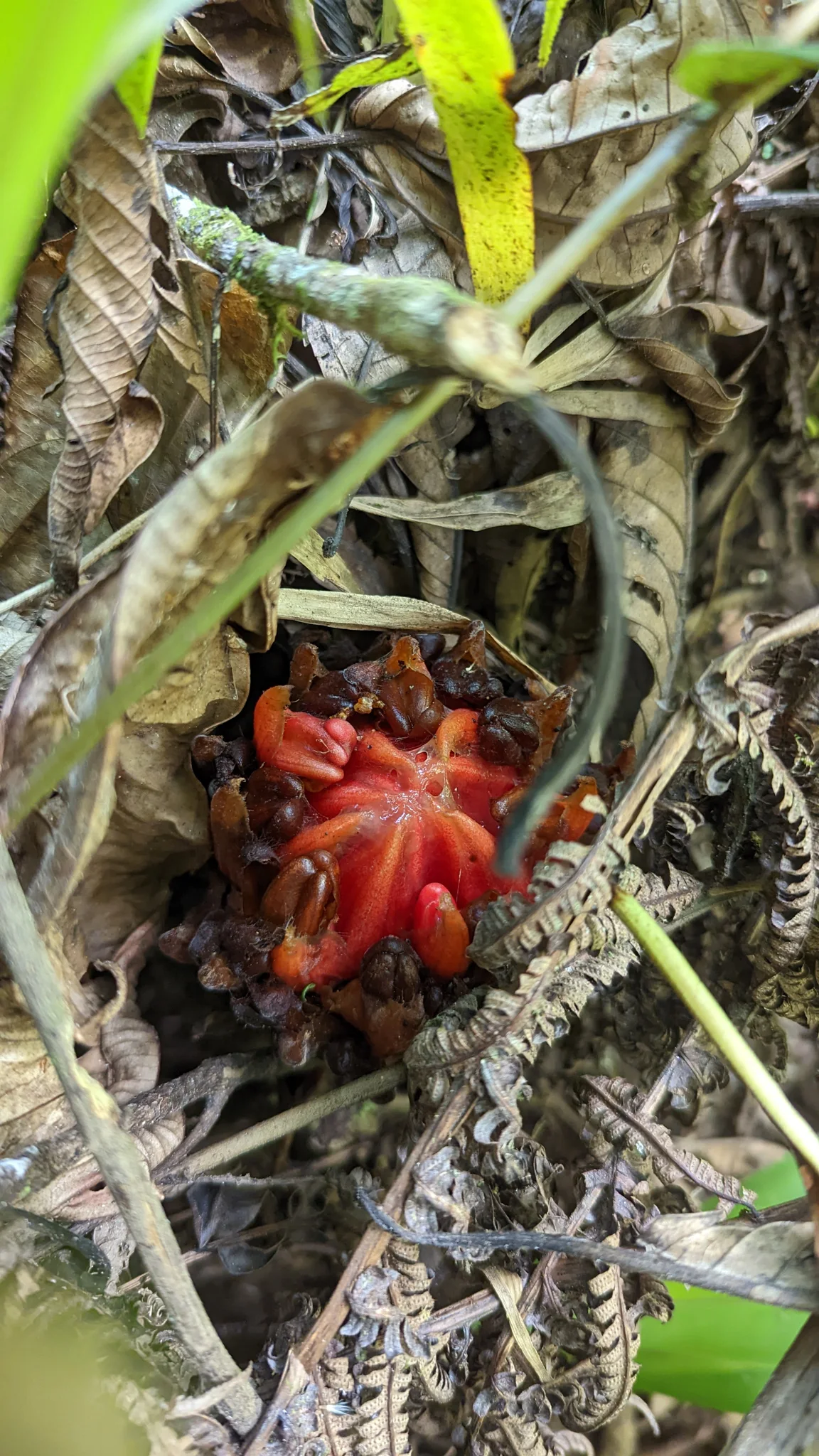 Red fungus on forest floor. Finer identification remains unconfirmed.
