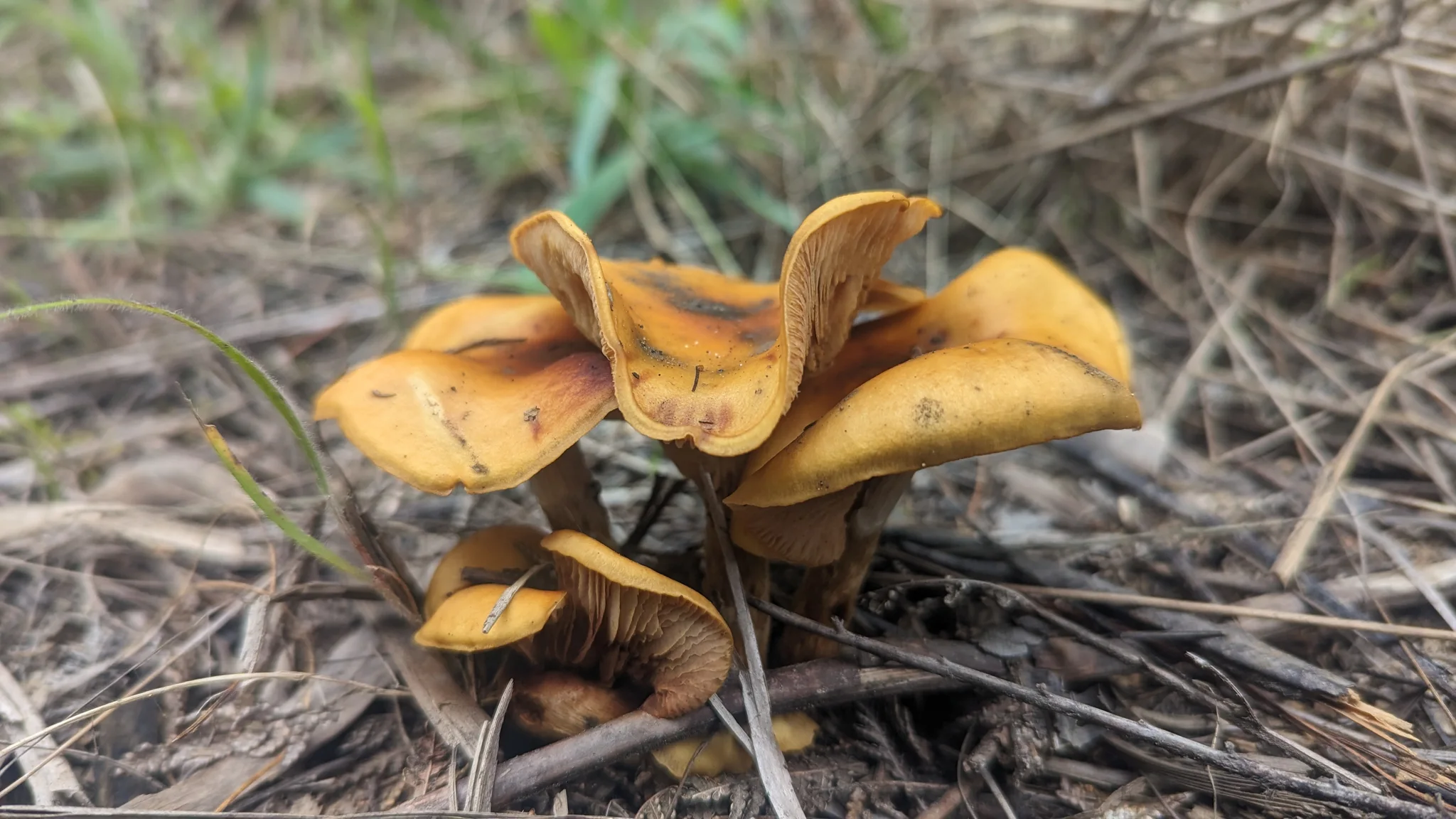 Orange mushrooms in dry grass. Finer identification remains unconfirmed.