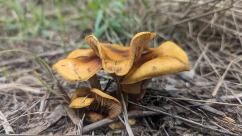 Orange mushrooms in dry grass. Finer identification remains unconfirmed.