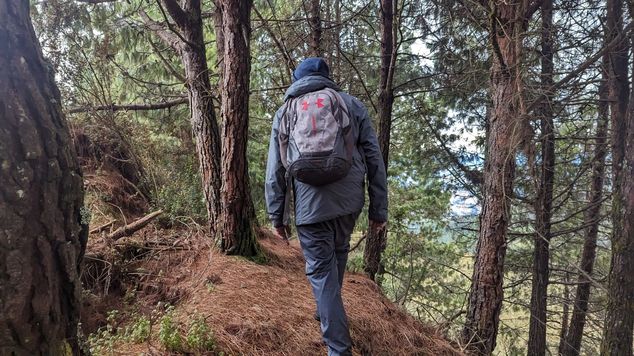 A narrow path through the woodland
