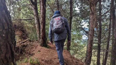 A narrow path through the woodland