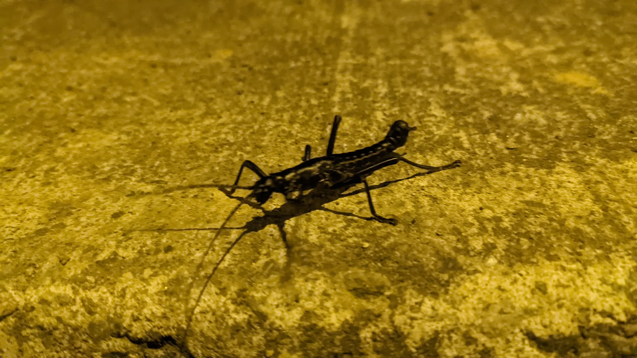 Dark insect on wet surface. Finer identification remains unconfirmed.
