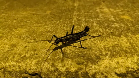 Dark insect on wet surface. Finer identification remains unconfirmed.