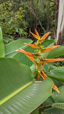 Narrow orange-red Heliconia bracts form an upright two-ranked inflorescence beside broad banana-like leaves.