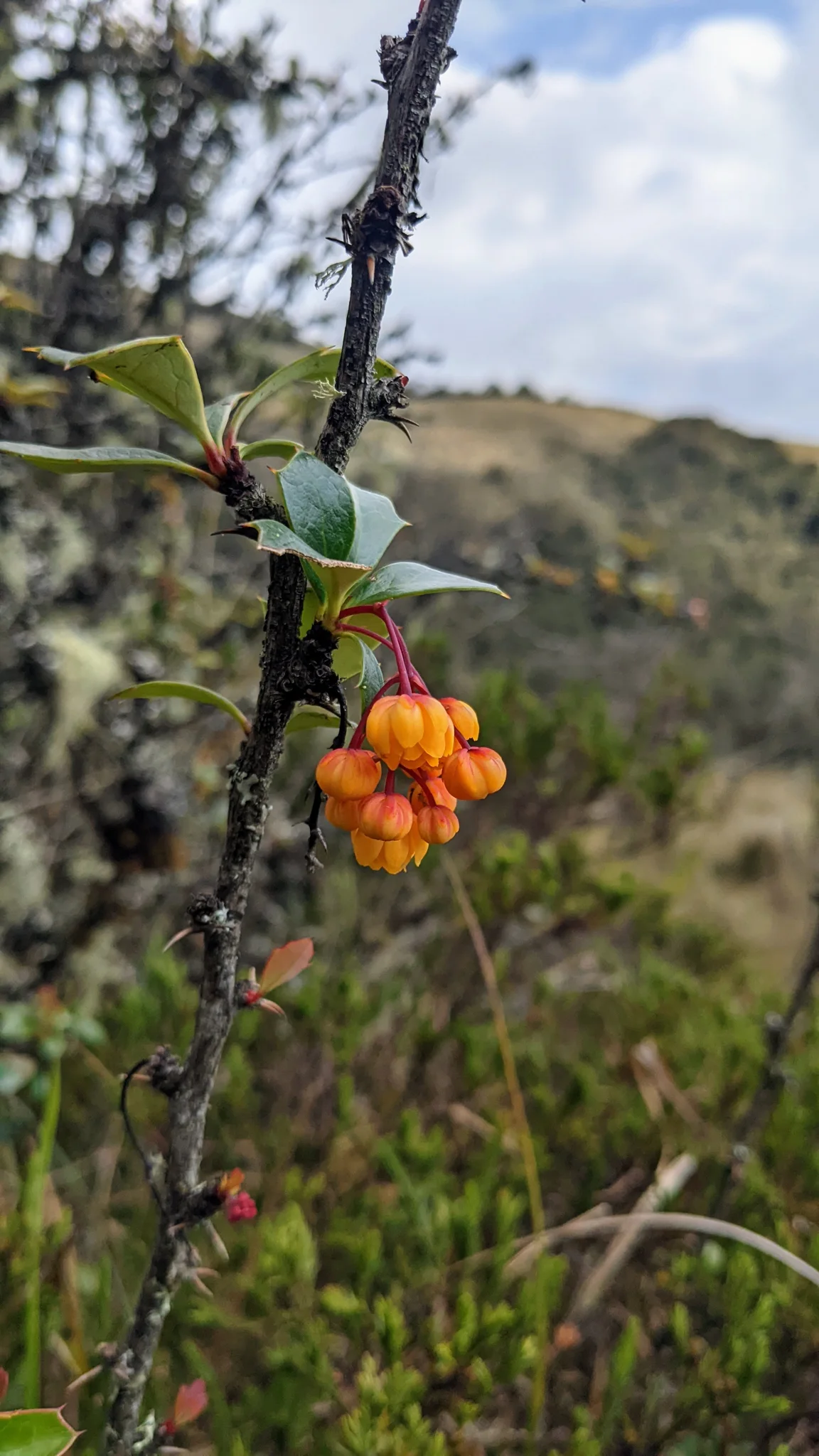Pendulous orange Berberis flowers grow among spiny, holly-like leaves, with highland trees behind the shrub.