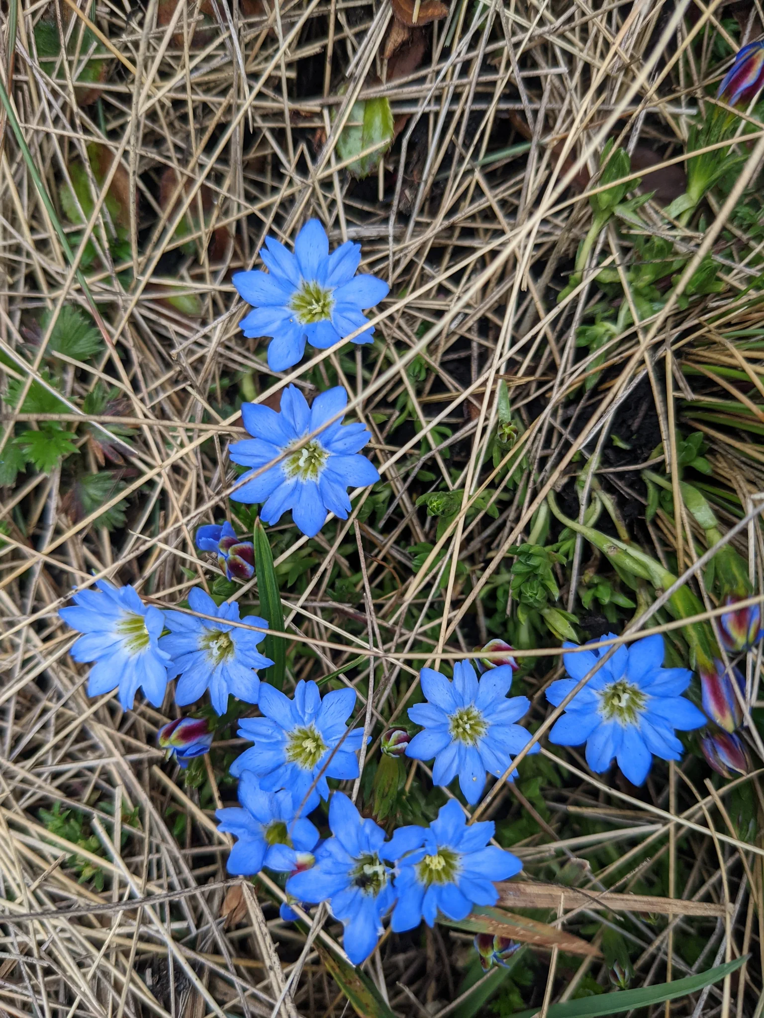 Blue flowers in highland turf. Finer identification remains unconfirmed.