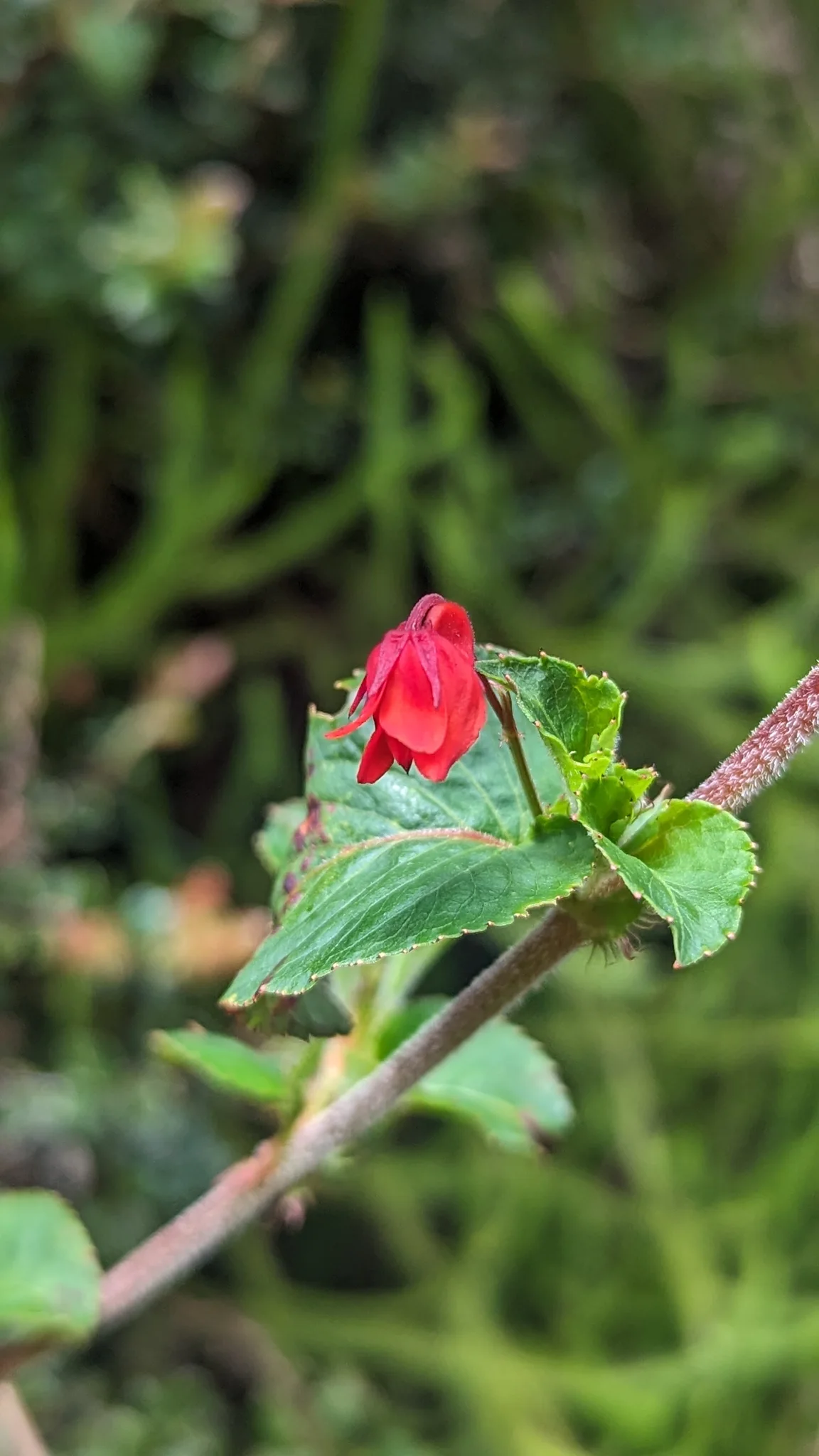 A red hooded Columnea flower hangs from a hairy stem beside opposite serrated leaves.