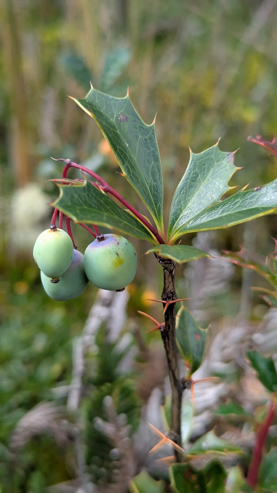 Pale berries hang below stiff leaves with spine-toothed margins. Berberis is a tentative genus candidate.