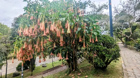 A Brugmansia tree covered in large hanging trumpet flowers stands in an urban park, with buildings and greenery nearby.