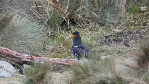 A bird among grasses and fallen wood