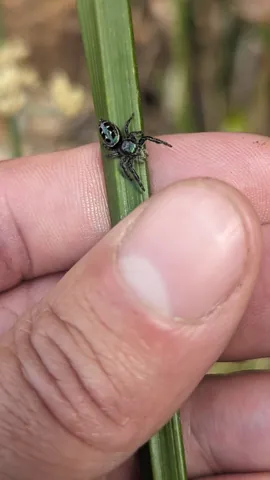 Iridescent spider on a grass blade. Finer identification remains unconfirmed.