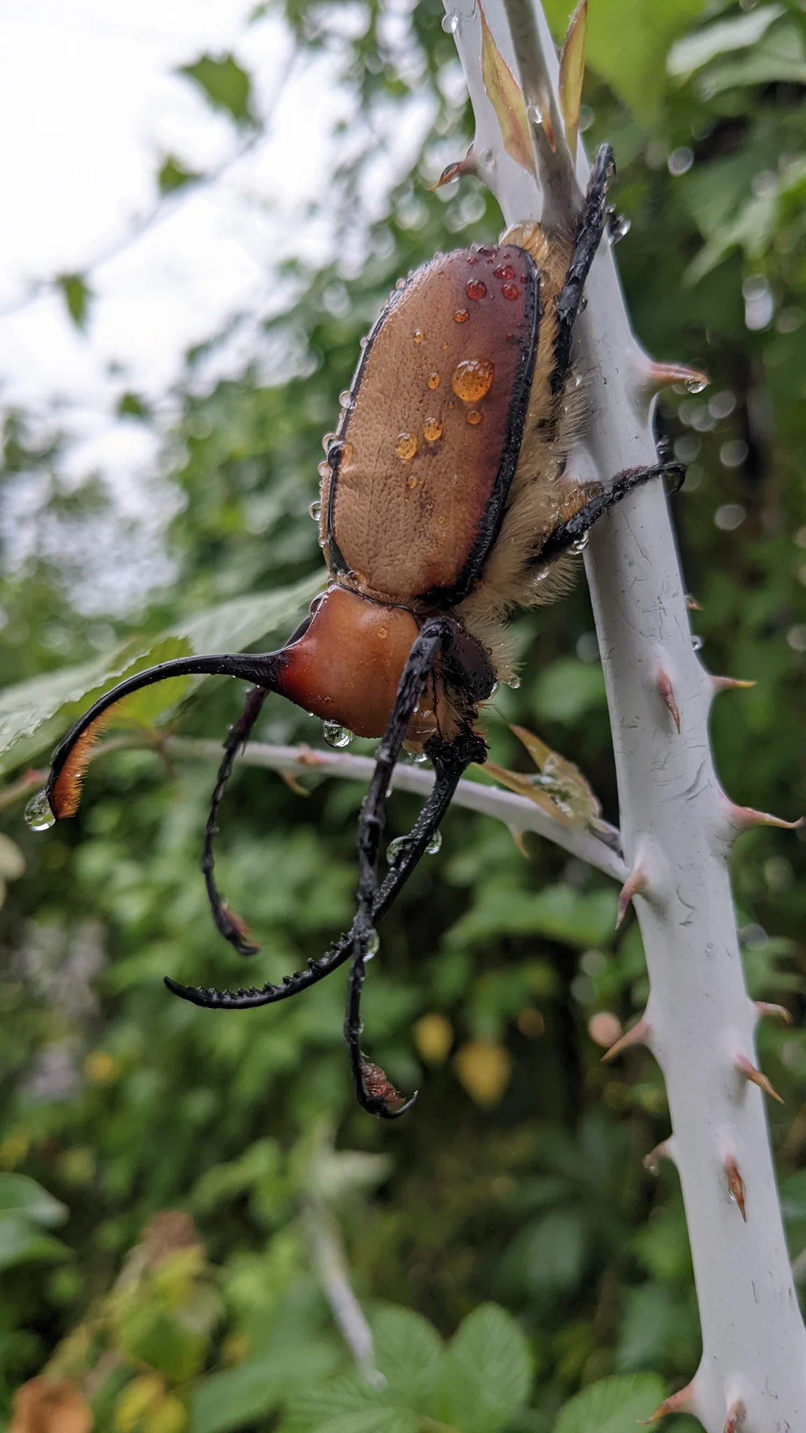 Brown beetle on branch. Finer identification remains unconfirmed.