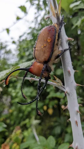 Brown beetle on branch. Finer identification remains unconfirmed.