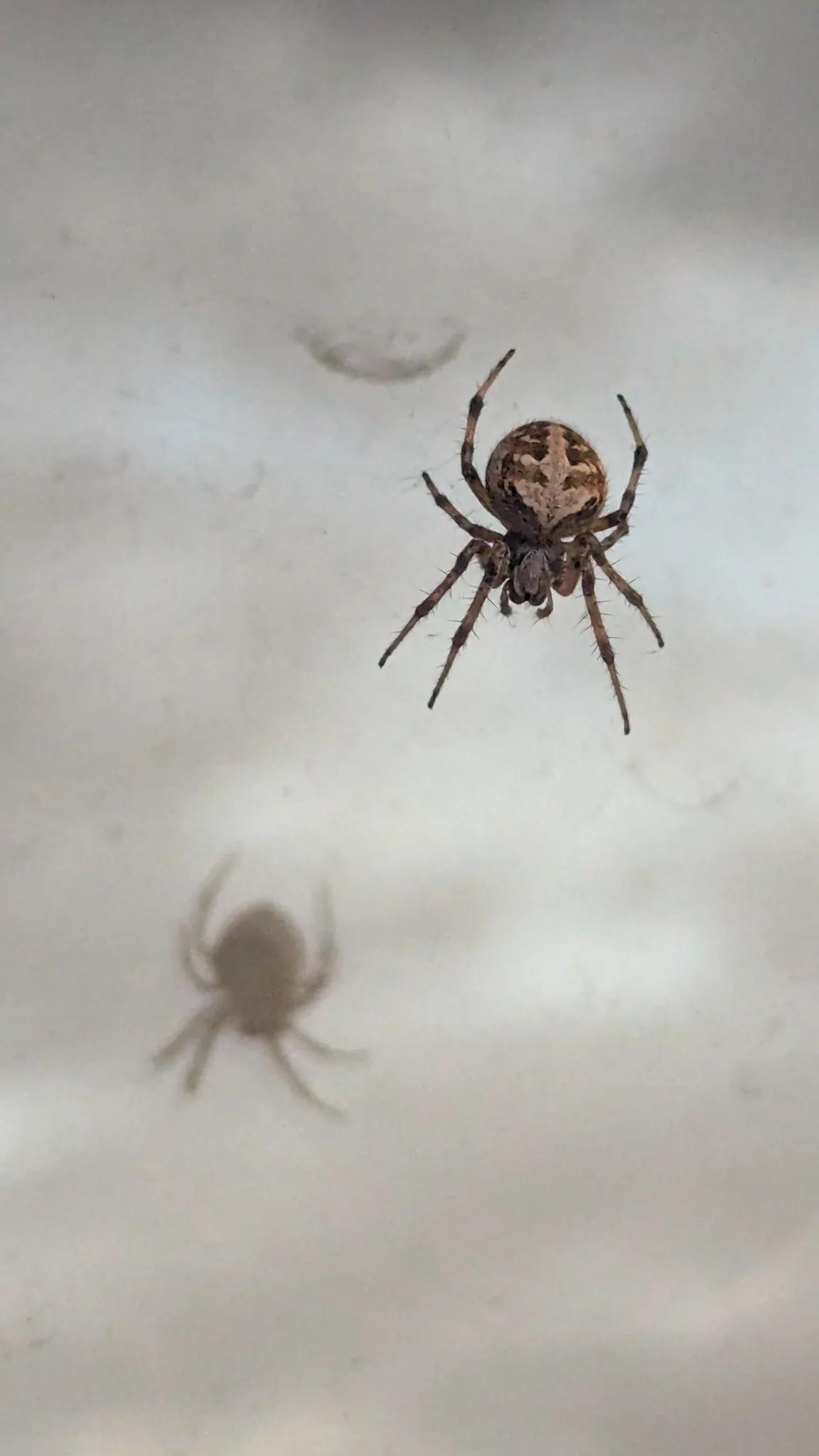 Small spider-like arthropods on web. Finer identification remains unconfirmed.
