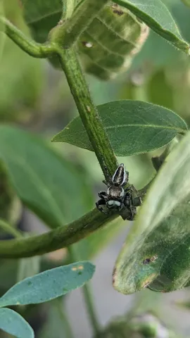 Small spider on a green stem. Finer identification remains unconfirmed.