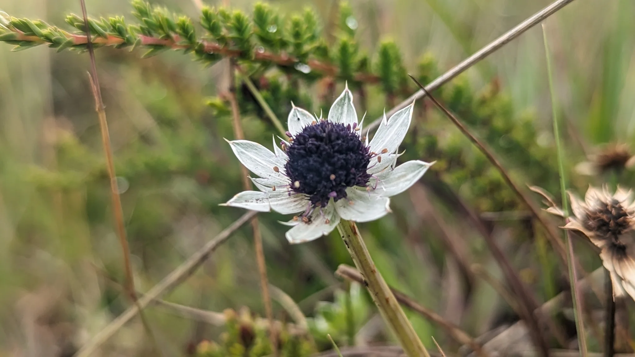 A dark purple Eryngium humile flower head is surrounded by a star of pointed silvery-white bracts among grasses.

Cav.; Apiaceae; “cardón santo”