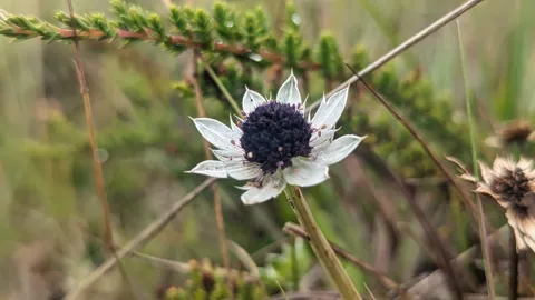 A dark purple Eryngium humile flower head is surrounded by a star of pointed silvery-white bracts among grasses.

Cav.; Apiaceae; “cardón santo”