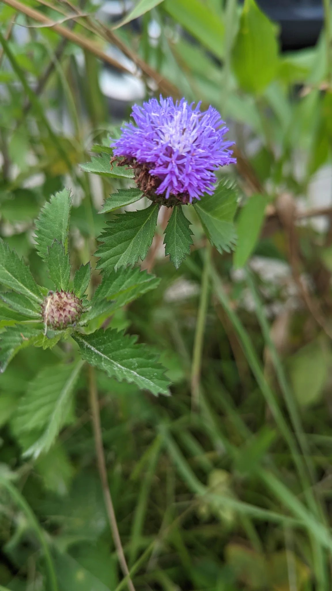 Purple flower close-up. Finer identification remains unconfirmed.