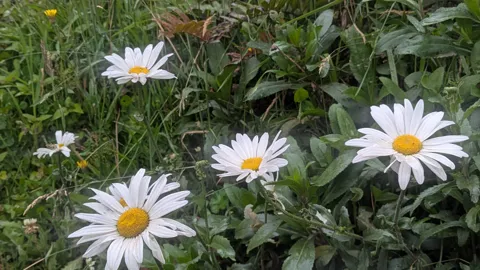 Oxeye daisies (Leucanthemum vulgare) bloom among green groundcover, with white rays around yellow discs and toothed leaves below.