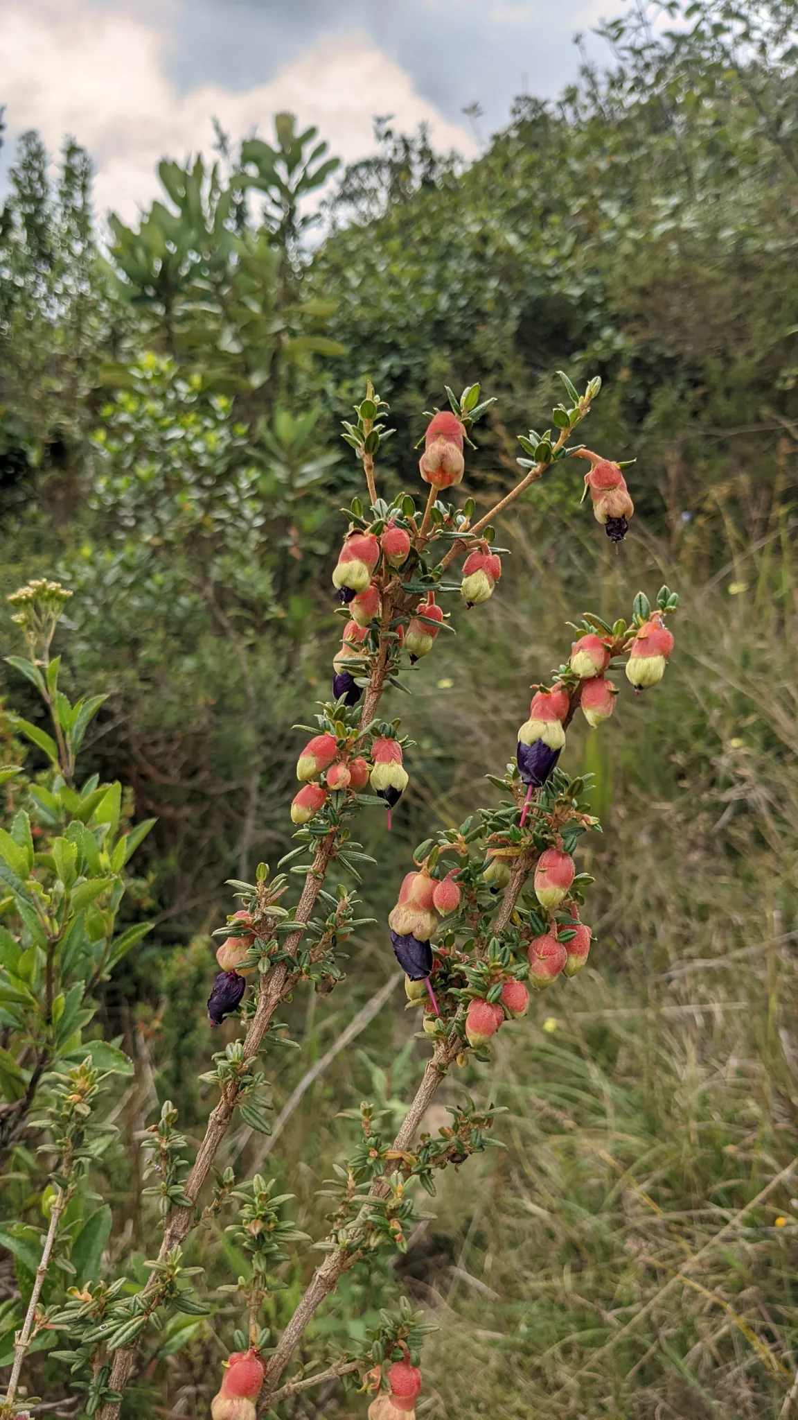 Pendant Brachyotum flowers have reddish hairy calyces and dark tubular petals among small opposite three-veined leaves.