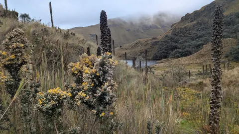 Bromeliad spikes and yellow shrubs above a lake. The water body is not securely named.