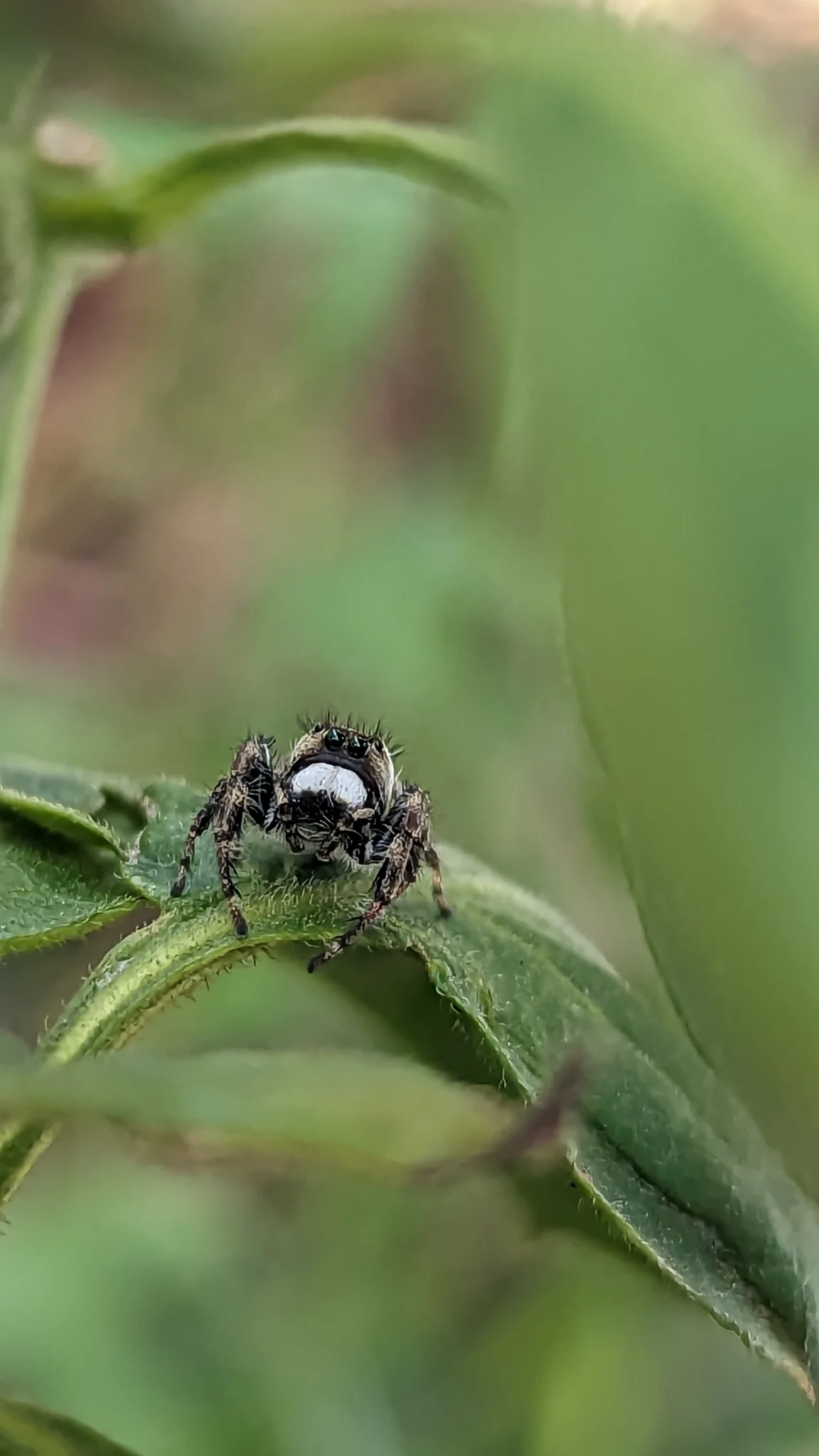 Small spider on a green stem. Finer identification remains unconfirmed.