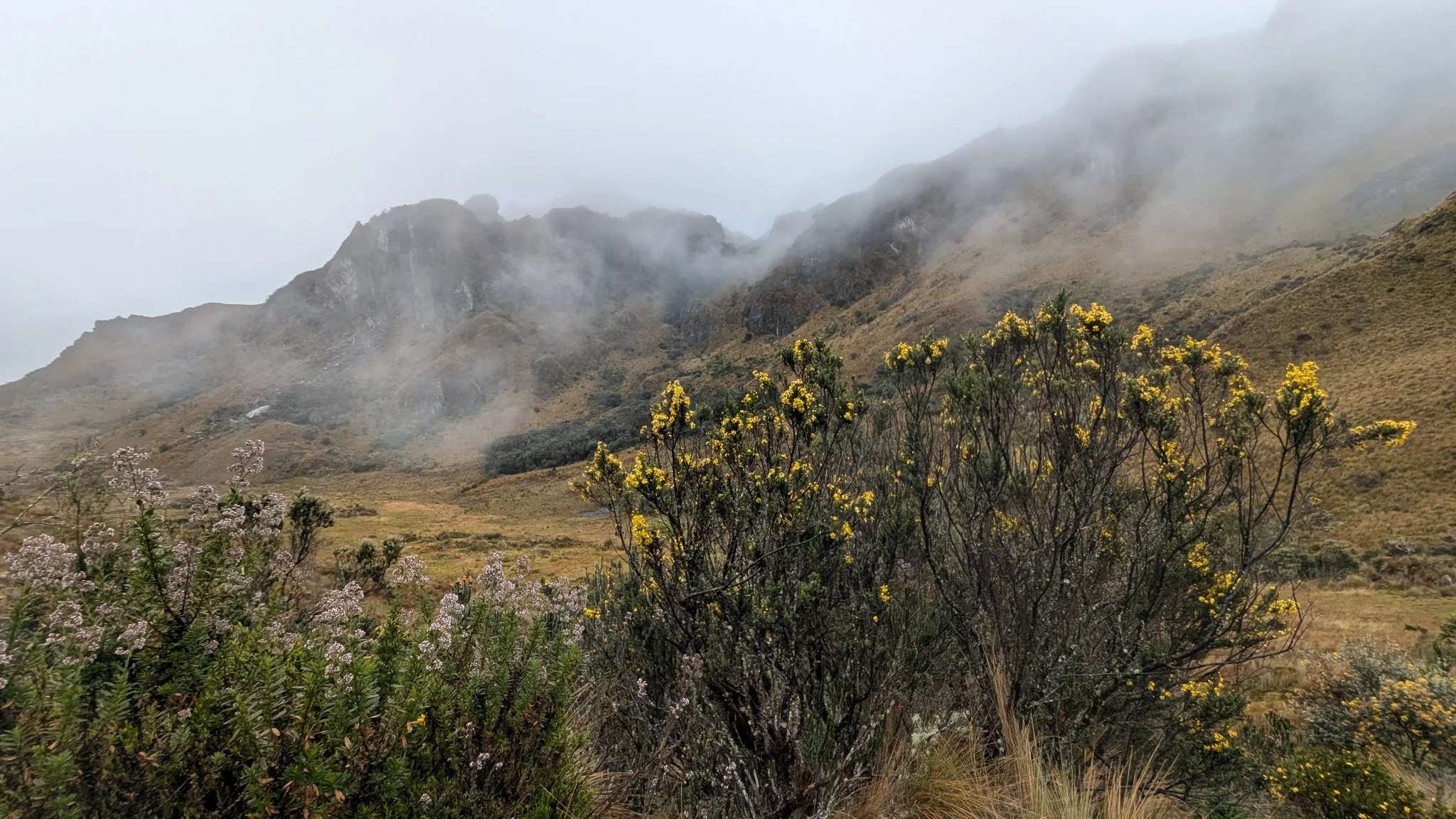 Clusters of yellow Gynoxys flowers rise above páramo grass beneath cloud-covered rock faces. The identification is to genus.