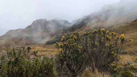 Clusters of yellow Gynoxys flowers rise above páramo grass beneath cloud-covered rock faces. The identification is to genus.