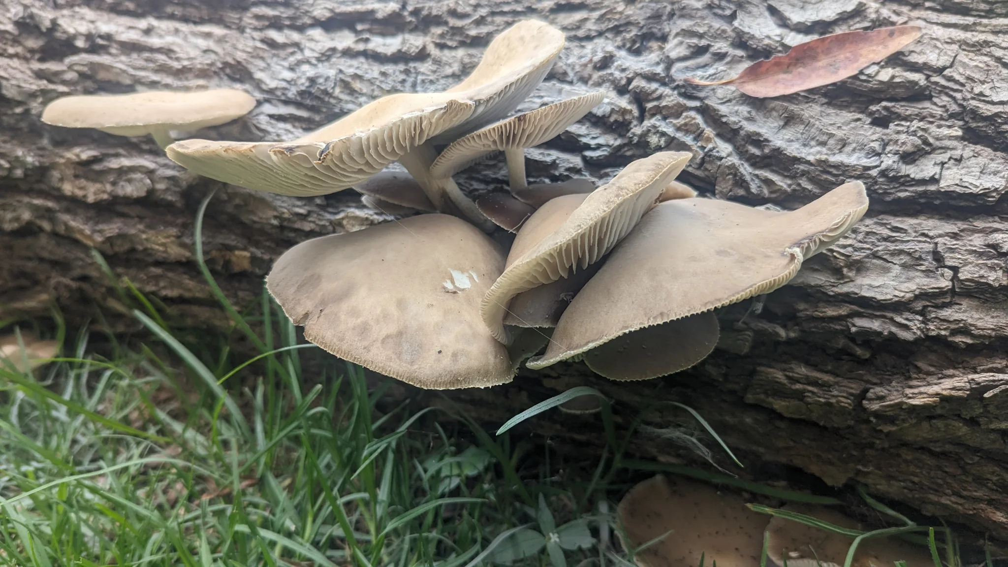 Mushrooms on fallen log. Finer identification remains unconfirmed.