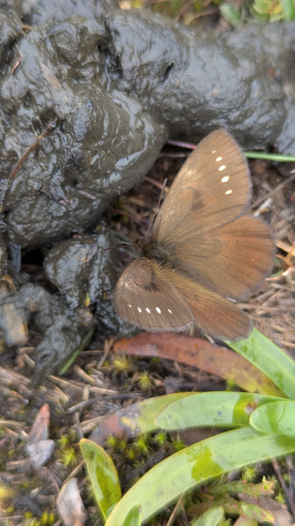 Tan butterfly beside mossy bark. Finer identification remains unconfirmed.
