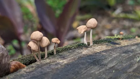 Cluster of small mushrooms on wood. Finer identification remains unconfirmed.