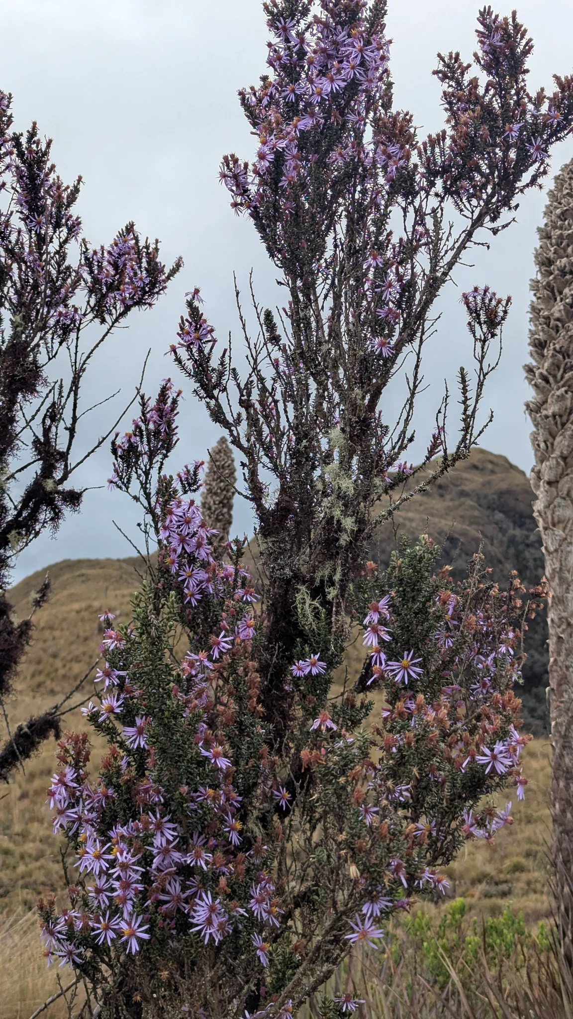 Purple flower spikes in paramo. Finer identification remains unconfirmed.